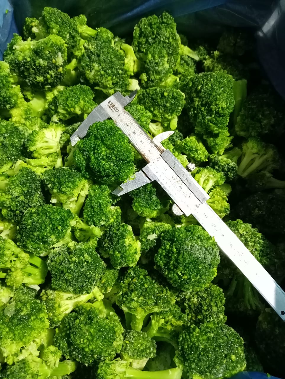 Brocoli E.G. Glacé (IQF) 40:60 mm.10kg /Carton from Égypte